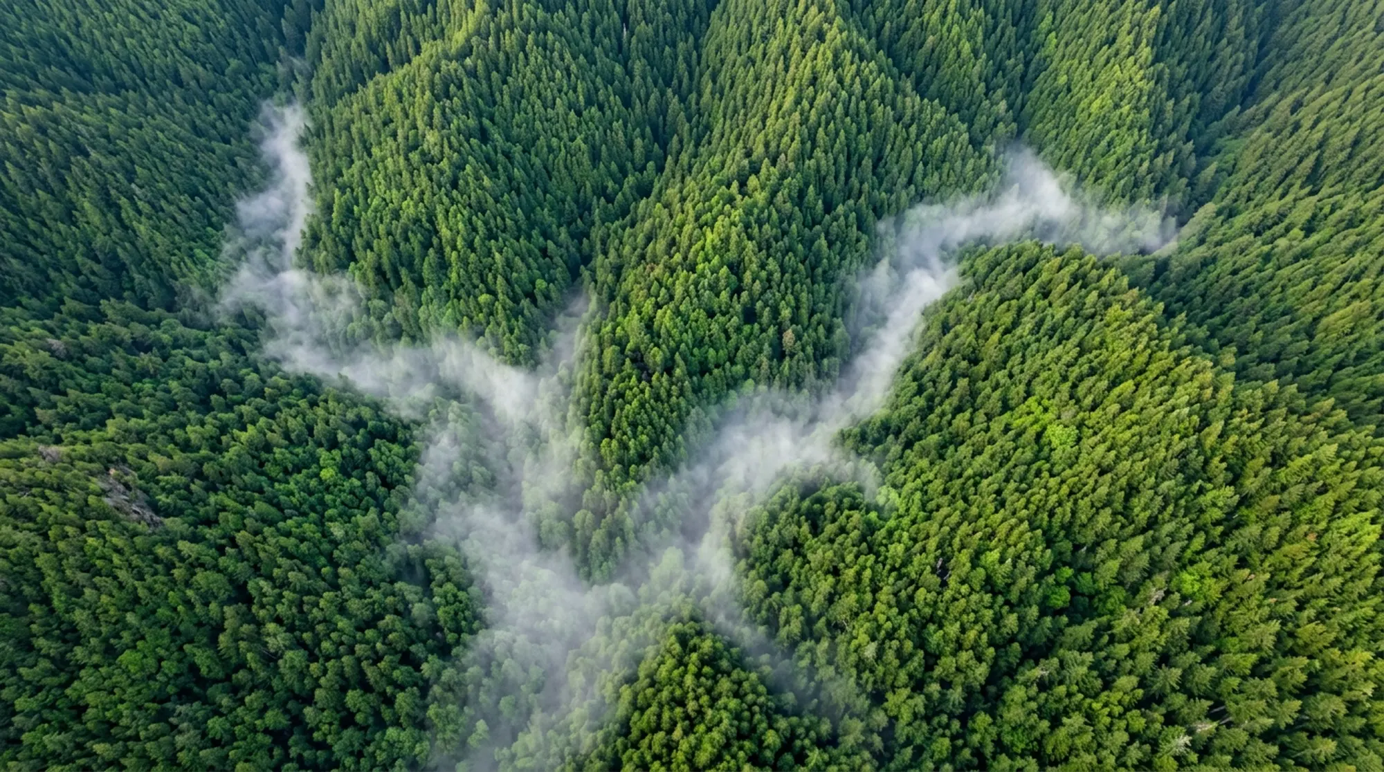 Forest from above with fog in the valleys